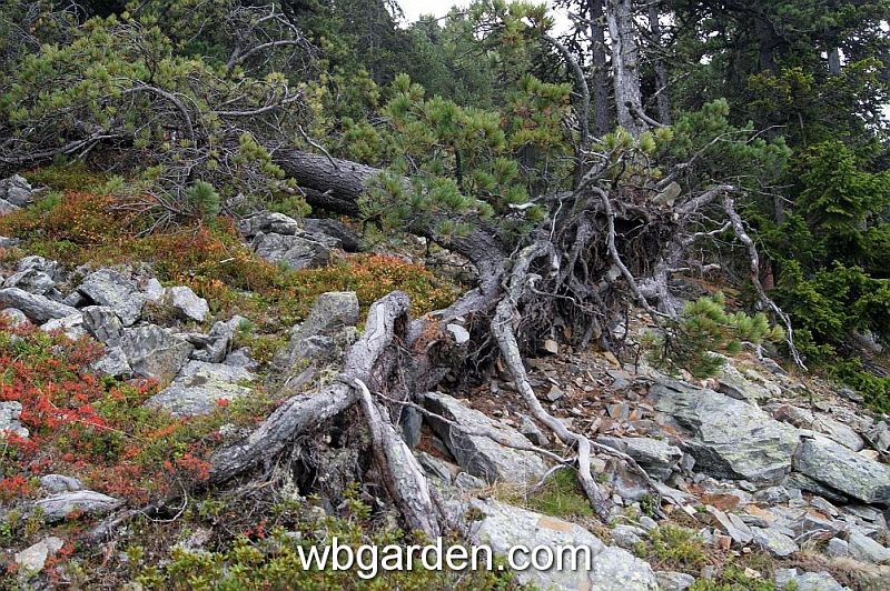 wbgarden alps 16.JPG
